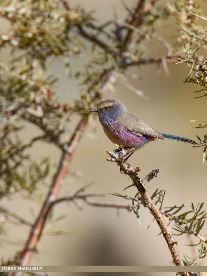 They live with their mate during the mating season, and when the season is over, they usually join the flocks.