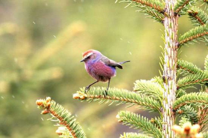 Its natural habitat is coniferous forest, specifically forest consisting of larches, pines, and spruces.