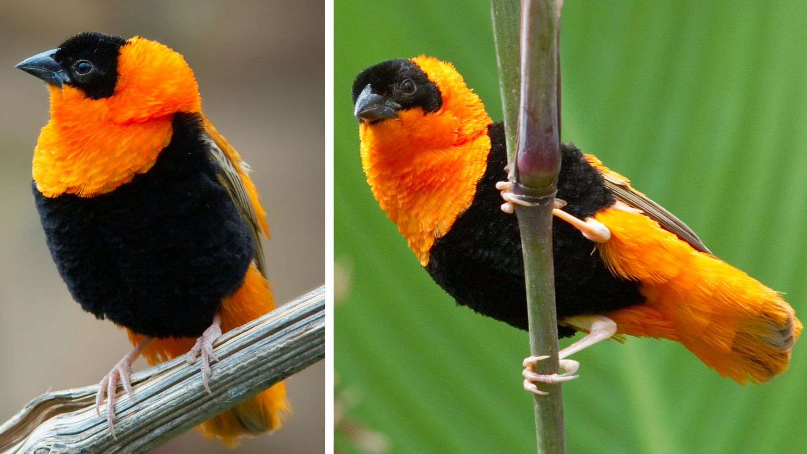 A Pious, Eye Piercing Bird, Wearing A Striking Red Jacket Separated By A Jet Black Waistcoat - Meet The Northern Red Bishop! - One Big Birdcage