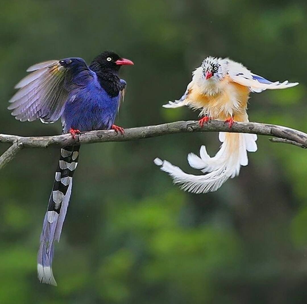 World birds on X: "Taiwan blue magpie (Urocissa caerulea) #painting #art https://t.co/xNKZqV2aKC" / X