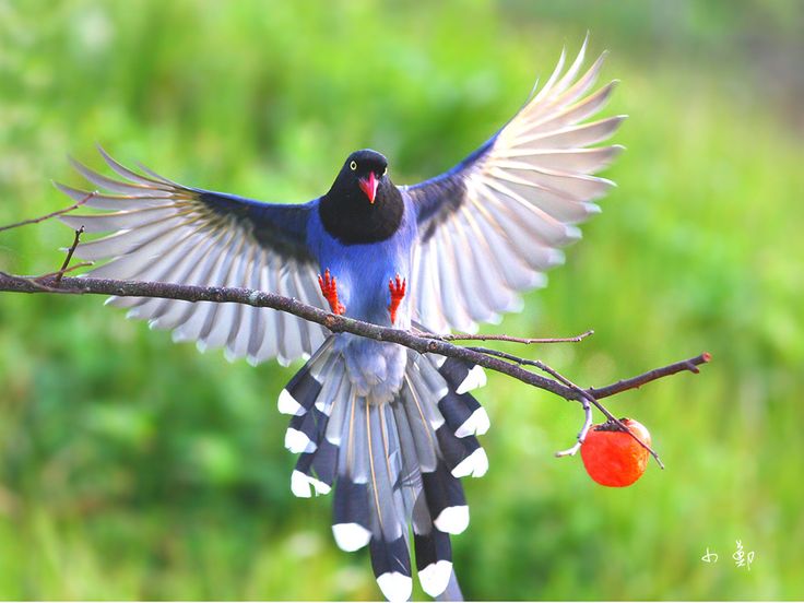 A Taiwan Blue Magpie #bird #taiwan #magpie #bluemagpie #bluebird | Magpie, Blue bird, Formosan